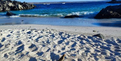 Atacama Coast, Full Day around Copiapó