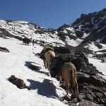 Caravana de Mulas en Nieve - Expedición Marmolejo Día 1