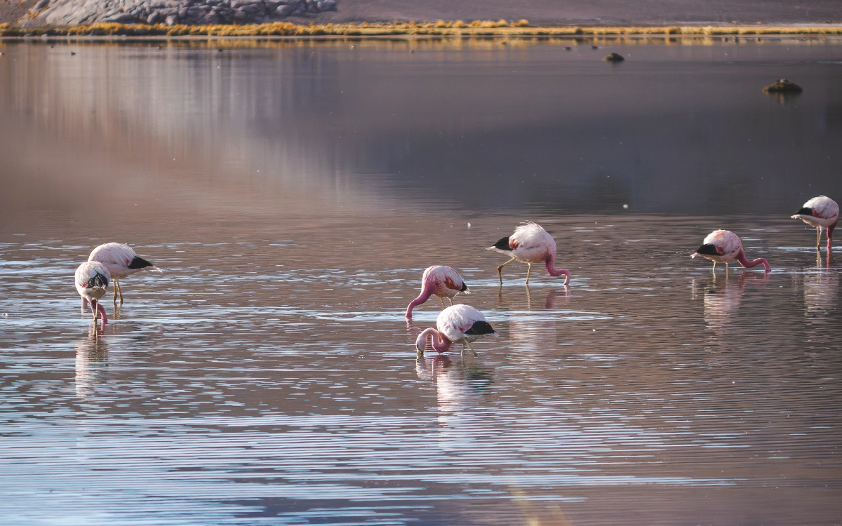Pink flamingos feeding at Laguna Santa Rosa during the Ojos del Salado 14-day expedition.